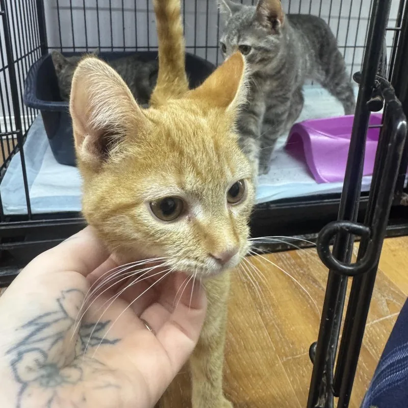 A baby small-sized male Domestic Short Hair cat named Tibetan for adoption in Corbin, KY