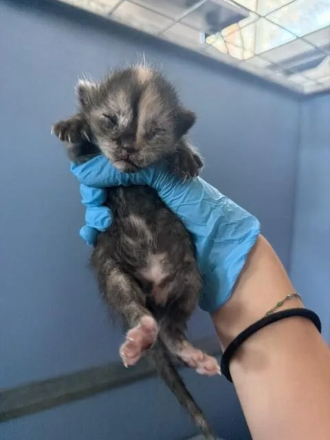 A baby small-sized female Domestic Short Hair cat named Flame Princess for adoption in San Bernardino, CA