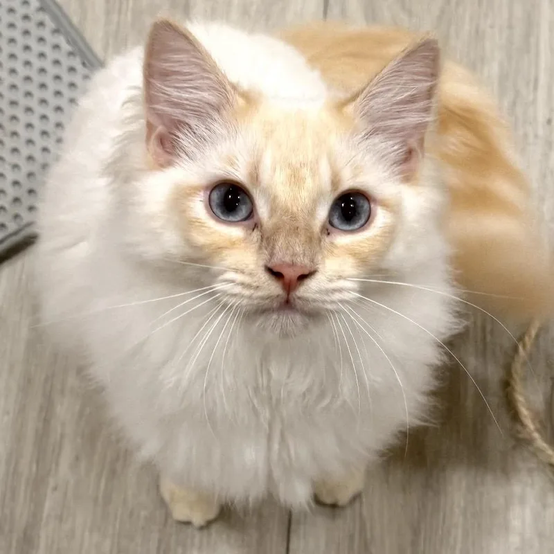Jasper