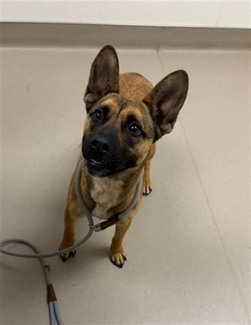 A young medium-sized female Belgian Shepherd / Malinois dog named Meeka for adoption in San Luis Obispo, CA