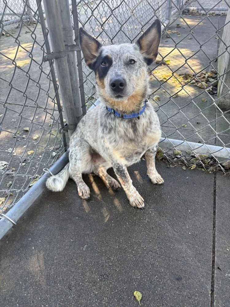 An adult medium-sized female Australian Cattle Dog / Blue Heeler dog named Emma for adoption in Bowling Green, OH