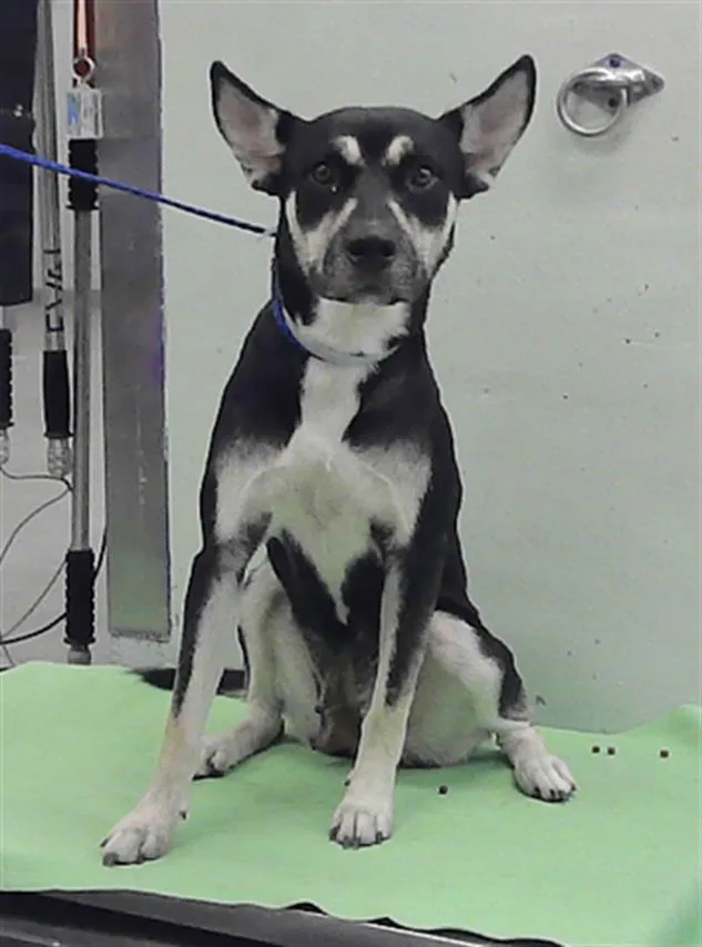 An adult large-sized female Siberian Husky dog named Avalon for adoption in Houston, TX