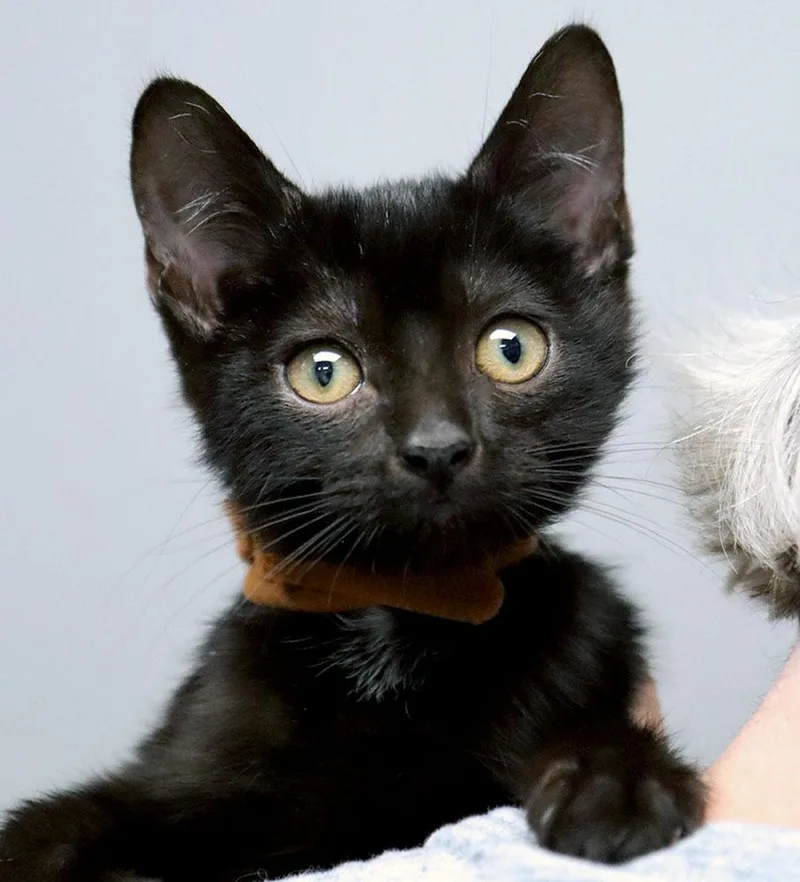 A baby medium-sized male Domestic Short Hair cat named Doug for adoption in Kansas City, KS