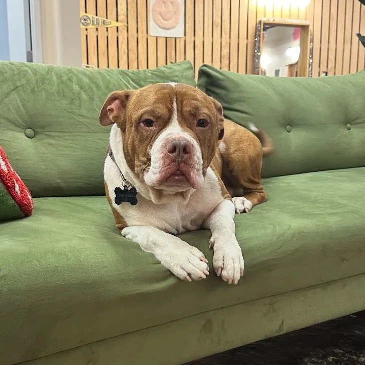 An adult large-sized male Brown / Chocolate American Bully dog named Chuck for adoption in Buffalo, NY