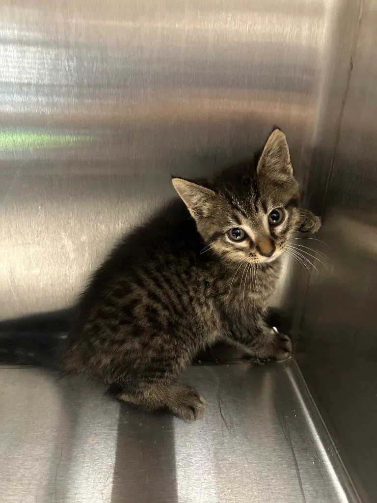 A baby medium-sized female Domestic Short Hair cat named Beeker for adoption in Clarksville, TN