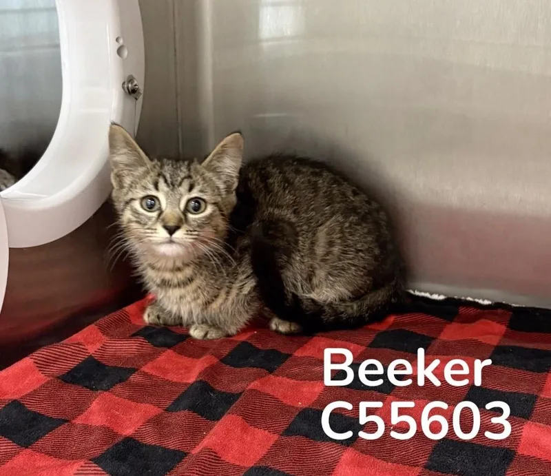 Beeker thumbnail 2