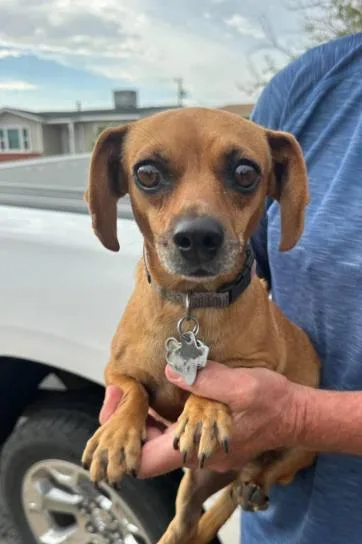 A young small-sized male Dachshund dog named Oakley in TX for adoption in Cranston, RI