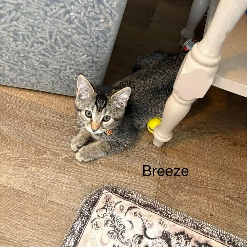Breeze