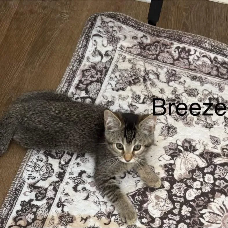 Breeze thumbnail 2