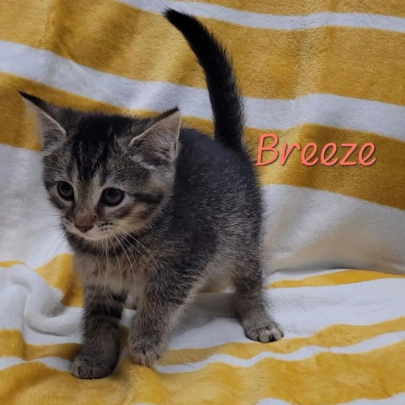 Breeze thumbnail 3
