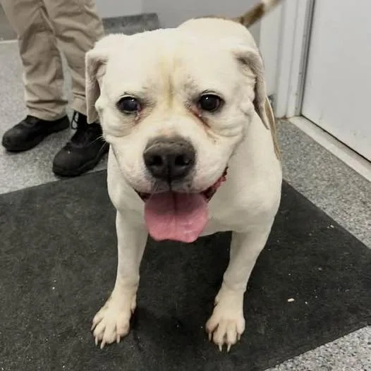 An adult large-sized male White / Cream Mixed Breed dog named Gordo for adoption in Jeffersonville, IN