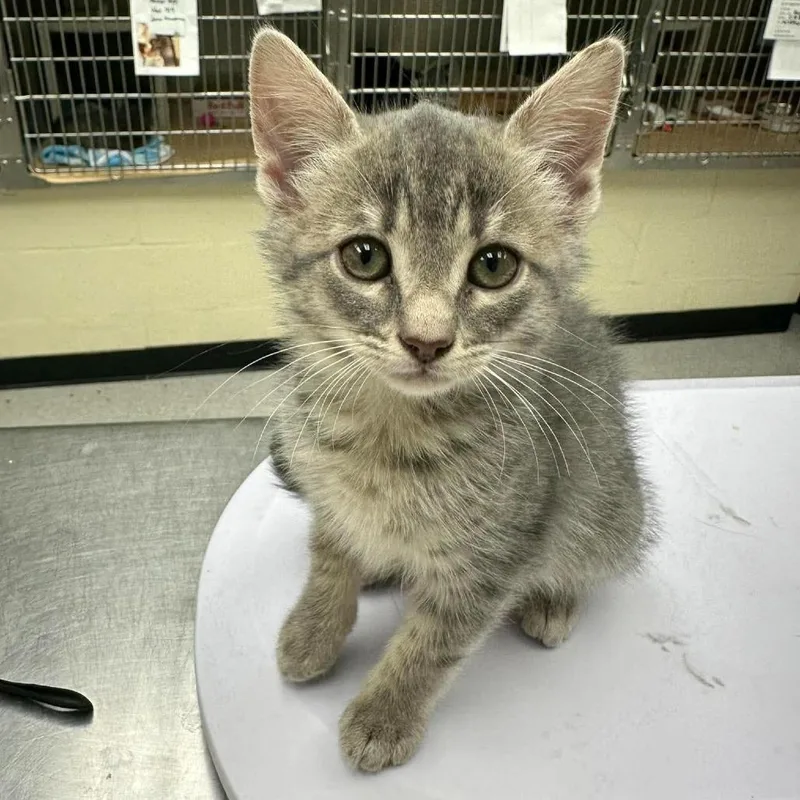 A baby small-sized male Domestic Short Hair cat named Meatball for adoption in Bastrop, TX