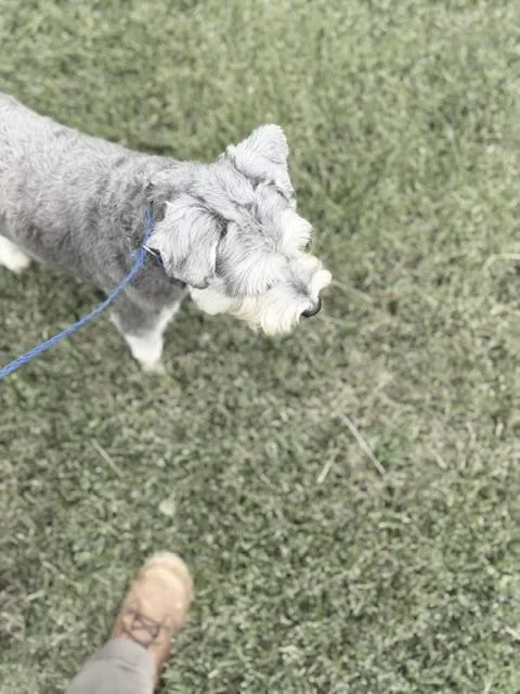 Winston