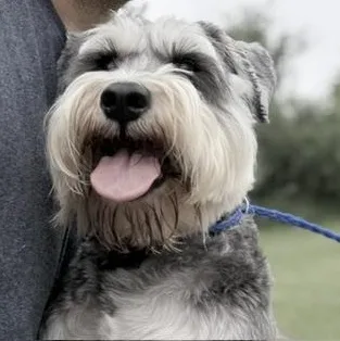 Winston thumbnail 2