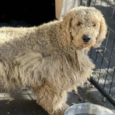 An adult small-sized female Golden Goldendoodle dog named Bridgit for adoption in Santa Rosa, CA