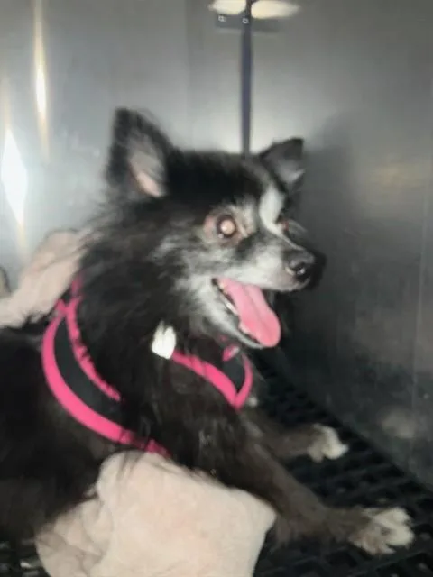 An adult small-sized female Pomeranian dog named Missy for adoption in Dallas, TX