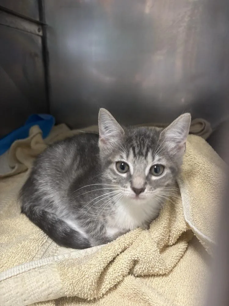 A baby small-sized female Domestic Short Hair cat named Chi for adoption in Plymouth, MI