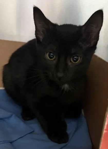 Simon