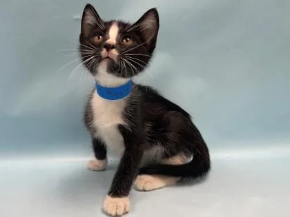 A baby small-sized male Domestic Short Hair cat named Bee for adoption in Coon Rapids, MN