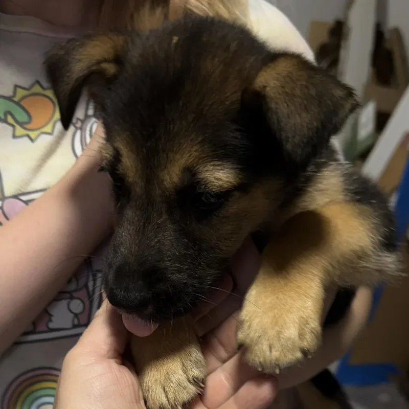 A baby small-sized female Yellow / Tan / Blond / Fawn Mixed Breed dog named Lisa Frank for adoption in Rockville, MD
