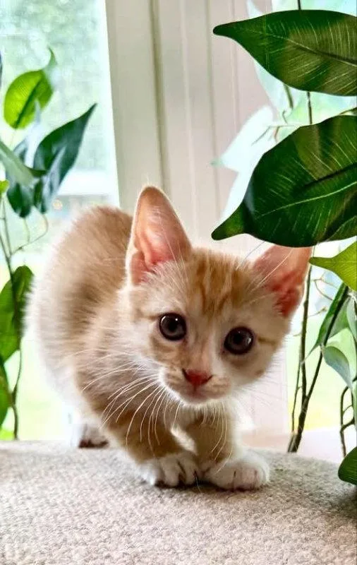 A young medium-sized female Tabby (Orange / Red) Tabby cat named Muffin for adoption in Knoxville, TN