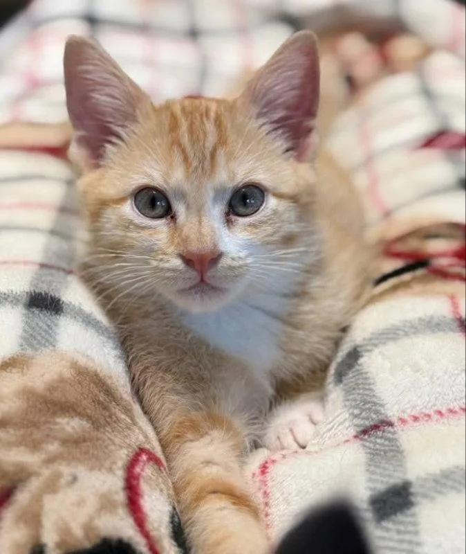 Muffin thumbnail 3