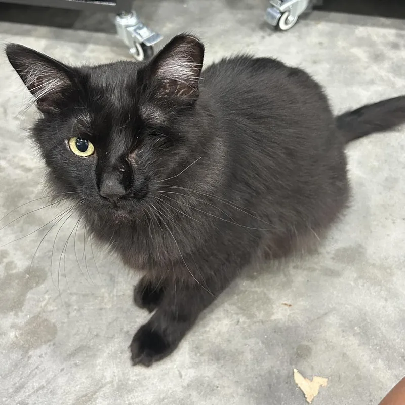An adult large-sized male Domestic Long Hair cat named Ozzy for adoption in Bismarck, ND