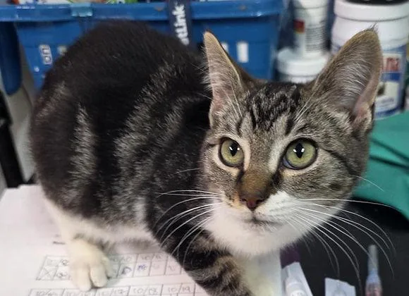 A baby medium-sized male Tabby cat named Levy for adoption in Knoxville, IA