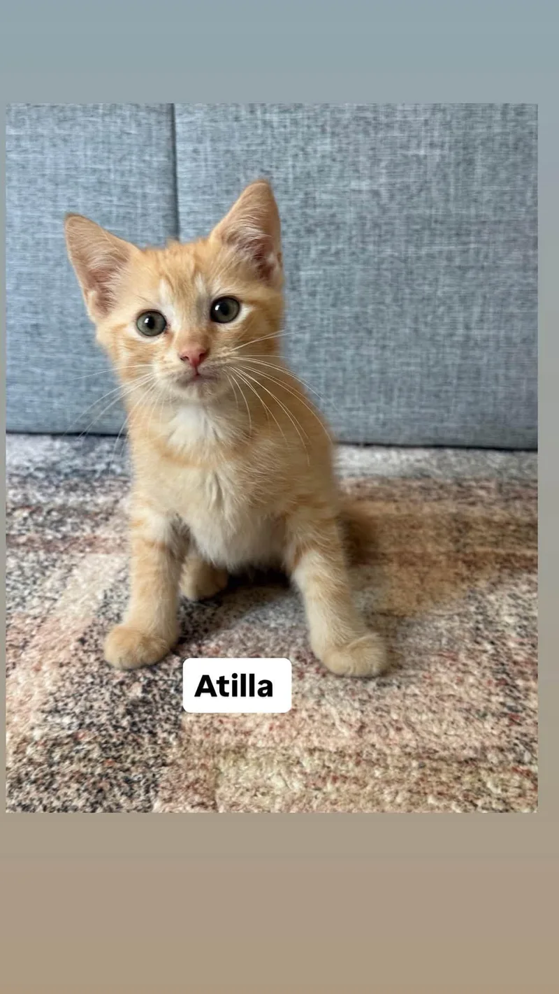 A baby small-sized female Orange / Red Domestic Short Hair cat named Atilla for adoption in Clarksville, TN