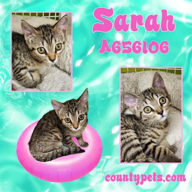 A baby medium-sized female Domestic Short Hair cat named Sarah for adoption in Houston, TX