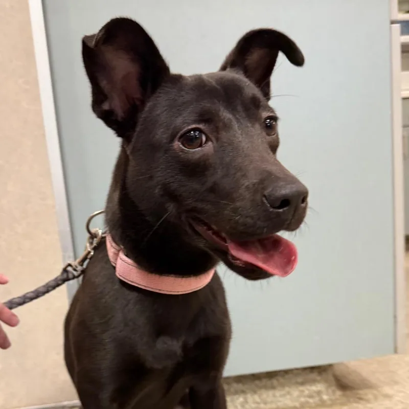 A young medium-sized female Black Mixed Breed dog named Gracie for adoption in Jacksonville, FL