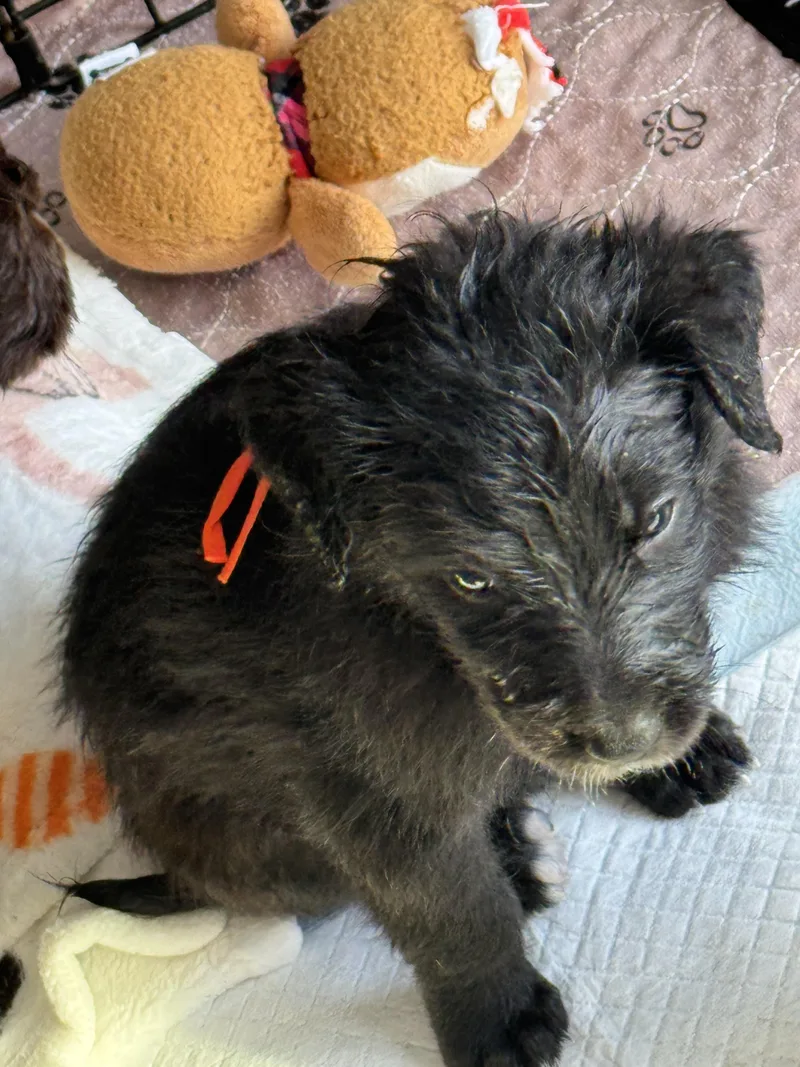 A baby medium-sized male Standard Poodle dog named Whiskey for adoption in Windsor, CO