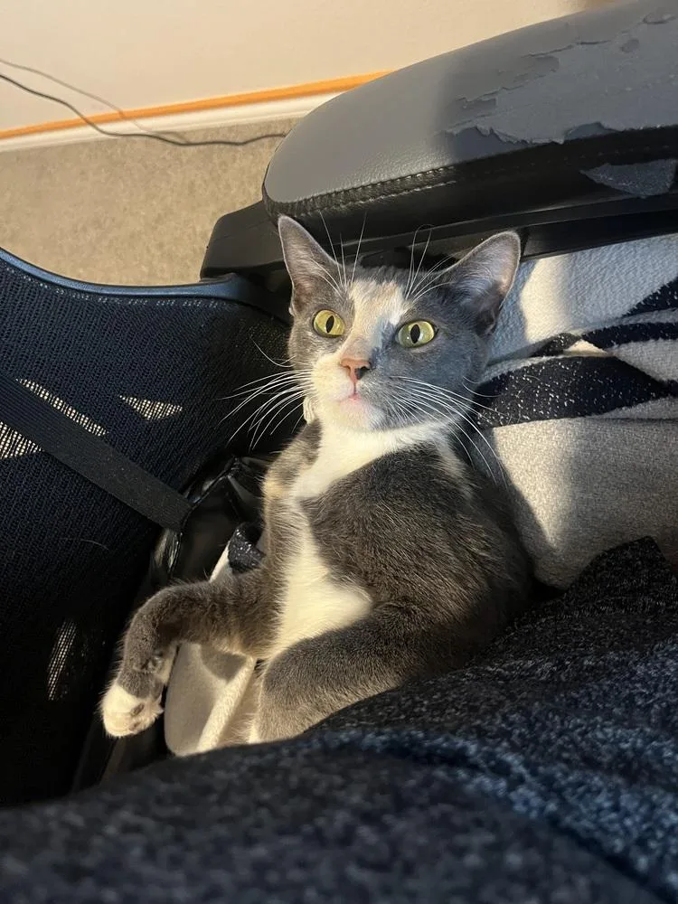 Mochiminx thumbnail 2