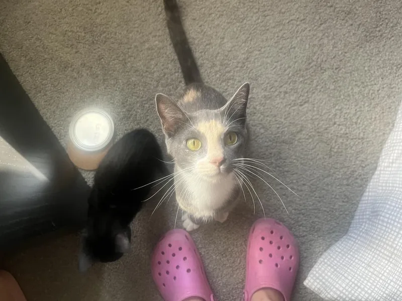 Mochiminx thumbnail 3