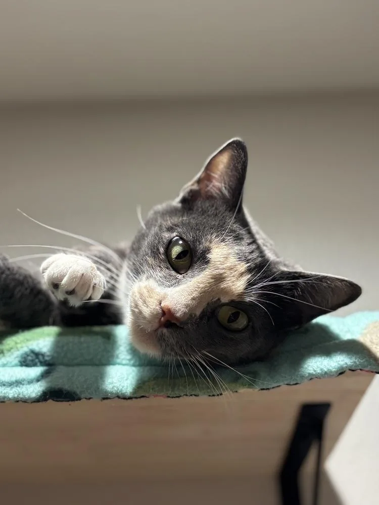 Mochiminx thumbnail 5