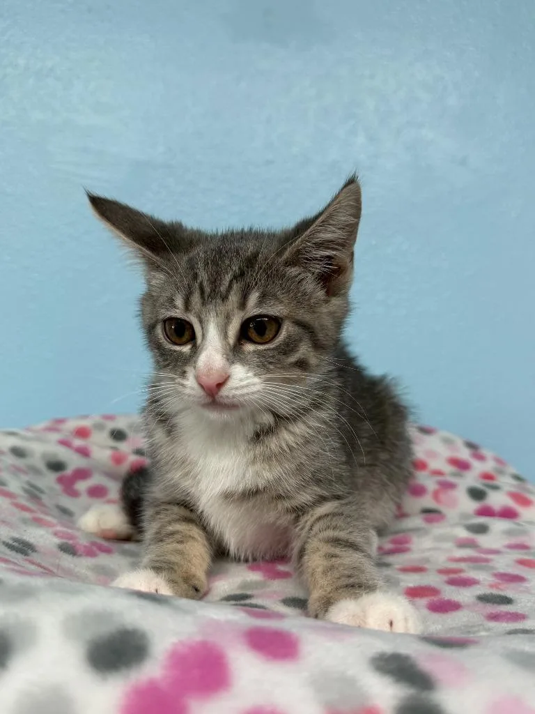 A baby small-sized female Domestic Short Hair cat named Elsa for adoption in Brookings, OR