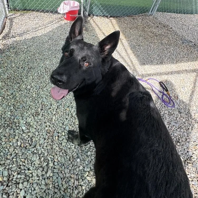 An adult extra large-sized male Black German Shepherd Dog dog named Texas Roadhouse for adoption in Waynesville, NC