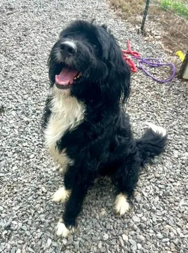 An adult large-sized male Tricolor (Brown, Black, & White) Bernese Mountain Dog dog named Kane for adoption in Mocksville, NC