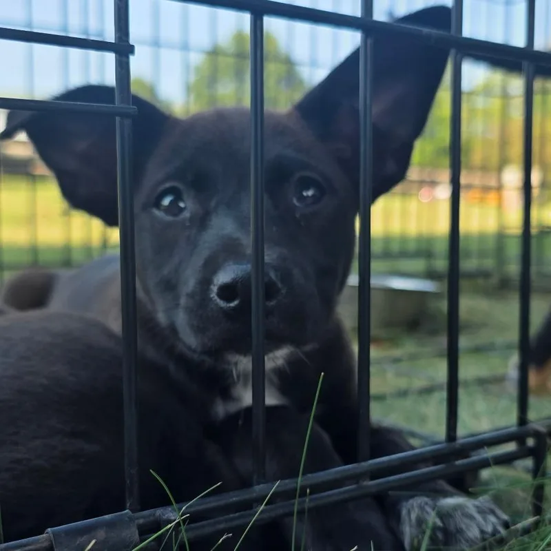 A baby small-sized male Black Mixed Breed dog named Maverick for adoption in Asheville, NC