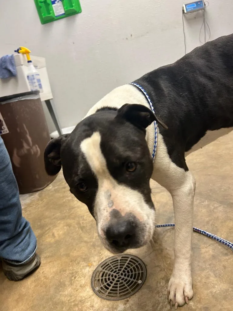 A young large-sized male Mixed Breed dog named Donnie for adoption in Lockhart, TX