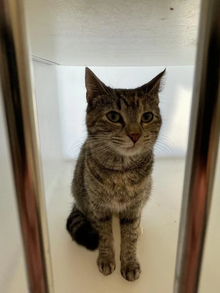 A baby medium-sized male Domestic Short Hair cat named Cookie for adoption in Columbia, TN