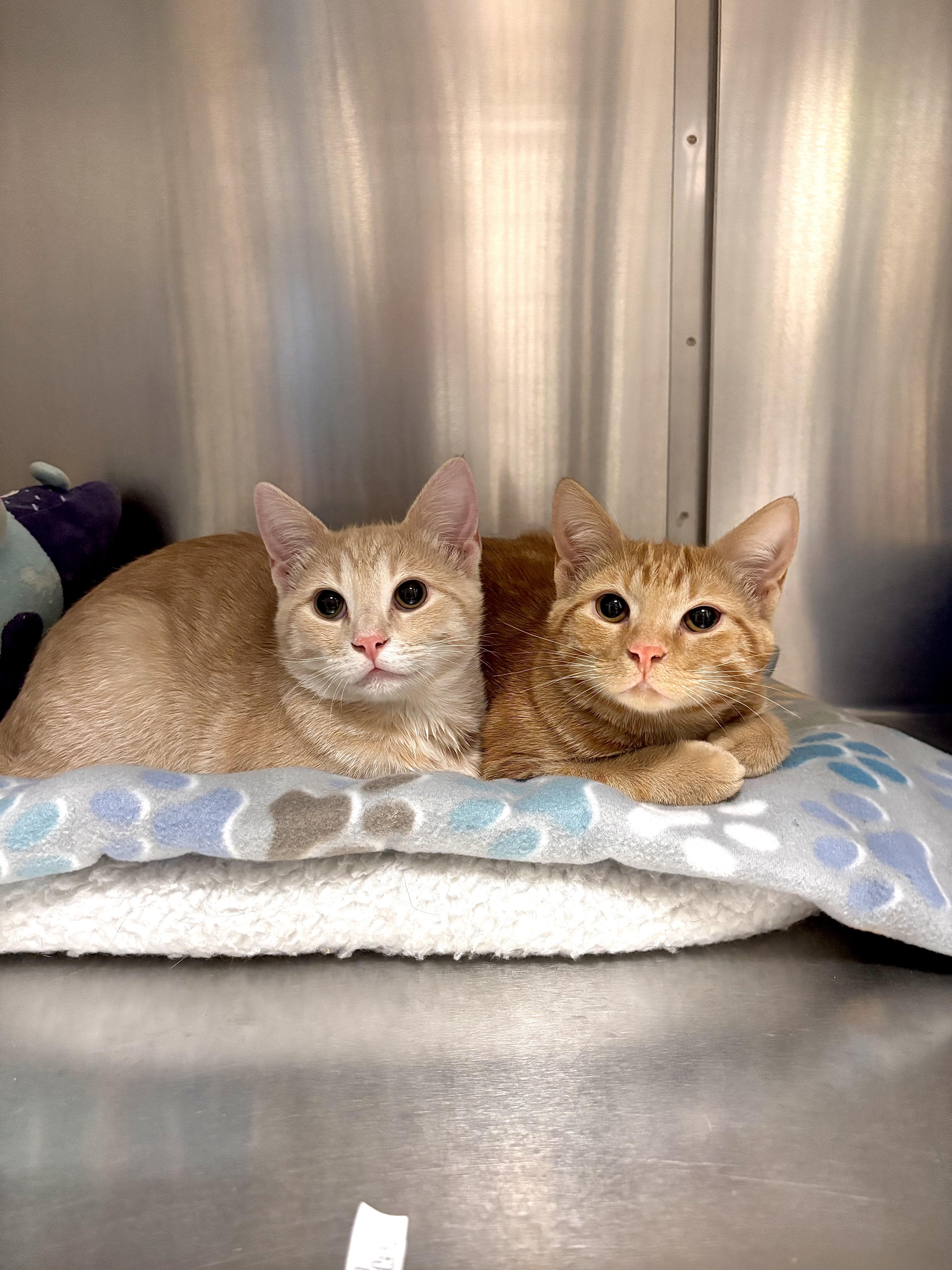 A baby medium-sized male Orange / Red Domestic Short Hair cat named Bingo for adoption in Collierville, TN