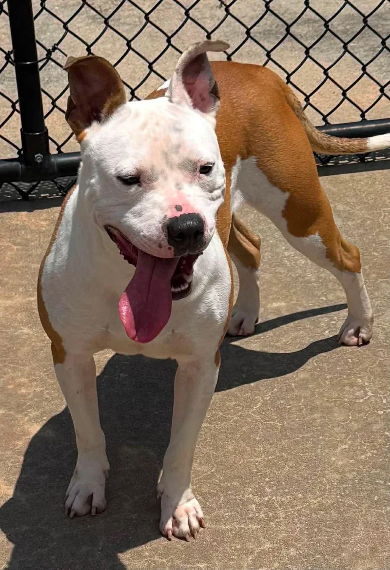 A young medium-sized female Pit Bull Terrier dog named Kiya for adoption in Holly Springs, NC