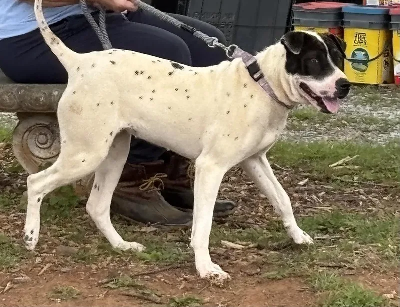 Chloe: Bcc For Training