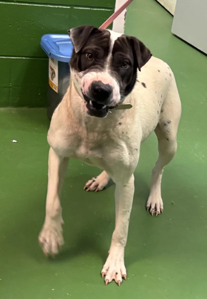 Chloe: Bcc For Training thumbnail 2