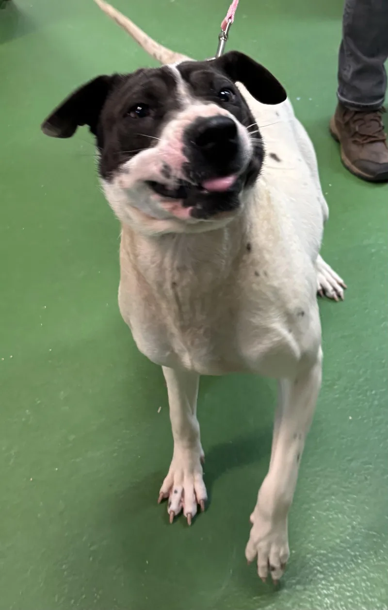 Chloe: Bcc For Training thumbnail 3