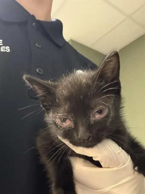 A baby small-sized female Domestic Short Hair cat named Little Suzi for adoption in Jacksonville, FL