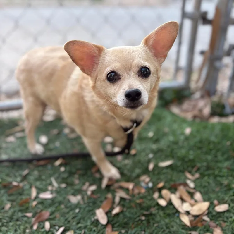A senior small-sized female Yellow / Tan / Blond / Fawn Chihuahua dog named Ginger for adoption in Port Richey, FL