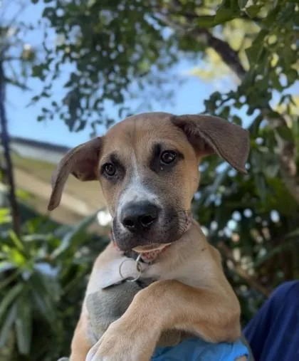 A baby small-sized male Mixed Breed dog named Jude for adoption in Honolulu, HI