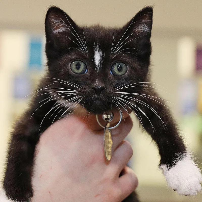 A baby small-sized female Domestic Short Hair cat named Inu for adoption in Port Washington, NY